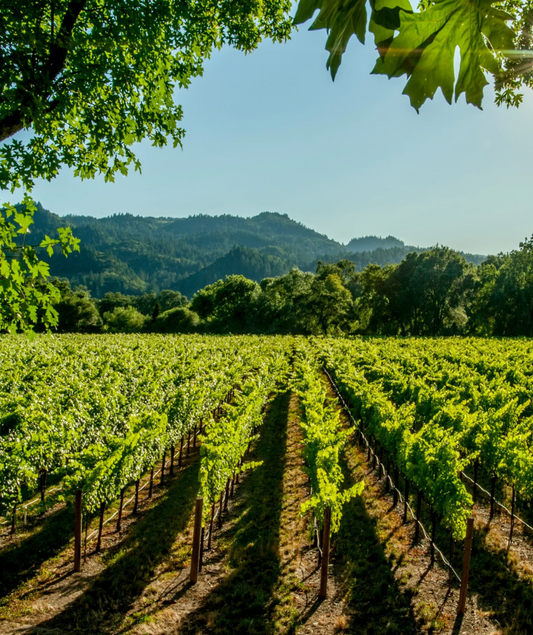 Eco-Friendly Lambrusco